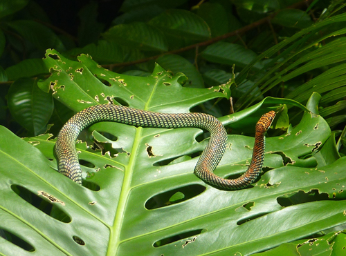 A 'flying' snake