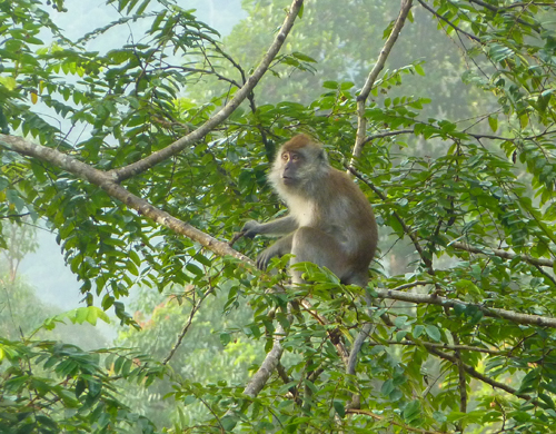 A Macaque monkey 