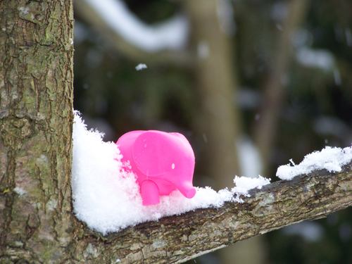 Pink ellie in the snow