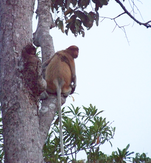 A probiscous monkey - they were hard to photograph!