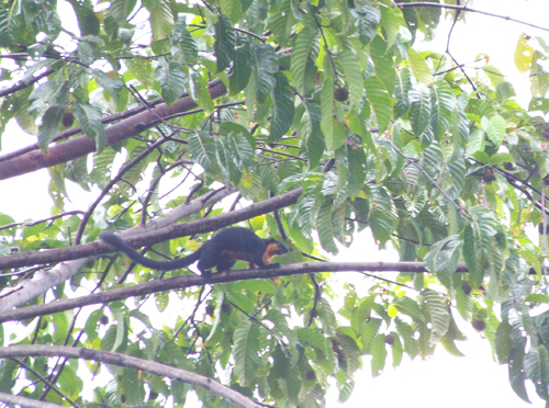 A Giant Red 'flying' squirrel