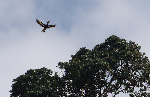 A Great hornbill