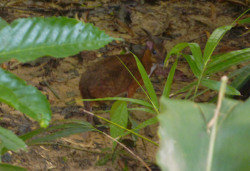 A mousedeer - cute!