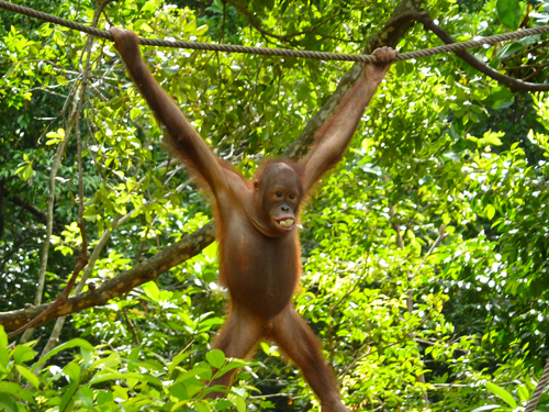 A cute orang utan