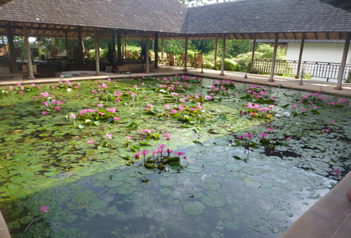 The beautiful lily pond full of singing frogs in the lobby