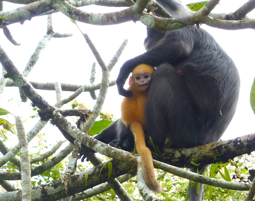 A cute baby Dusky Leaf monkey