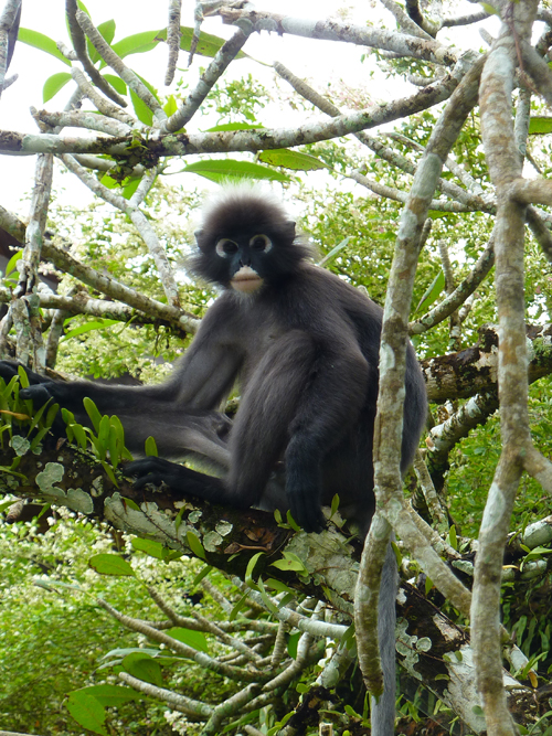 A gorgeous Dusky Leaf monkey