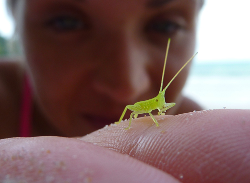 A cute little insect I met