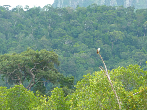 A sea eagle