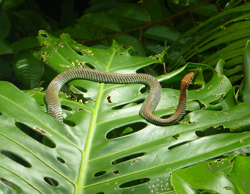 A Paradise 'flying' tree snake