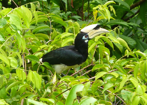 A hornbill