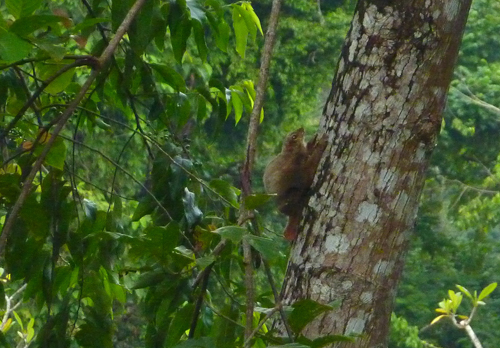 A Colugo