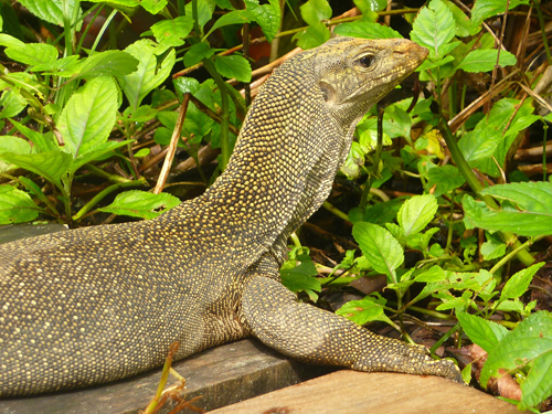 A monitor lizard