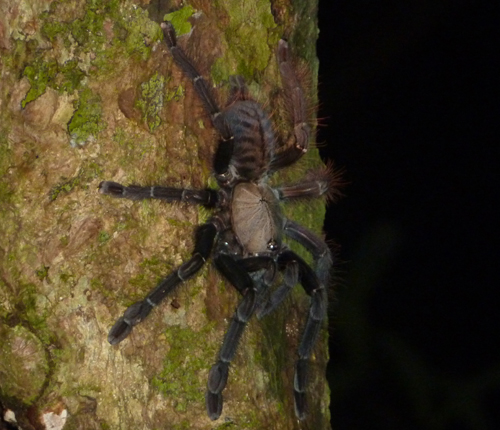 A tarantula