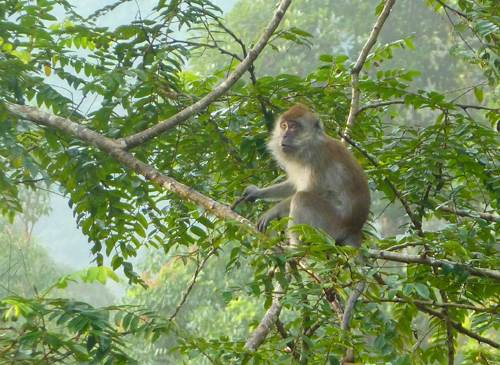 A macaque monkey