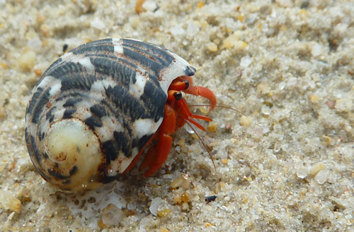 A hermit crab